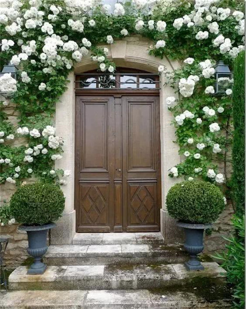 爬藤花卉種起來，夏天花開滿墻！