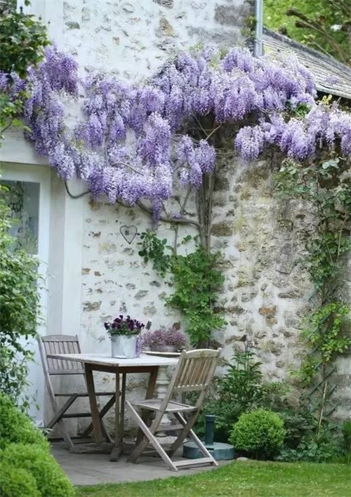 爬藤花卉種起來，夏天花開滿墻！