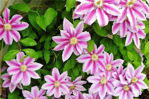 爬藤花卉種起來，夏天花開滿墻！