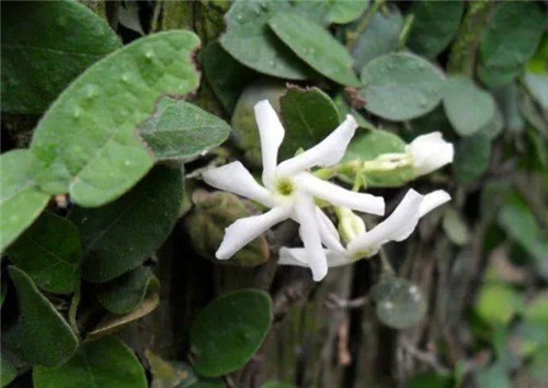 爬藤花卉種起來，夏天花開滿墻！