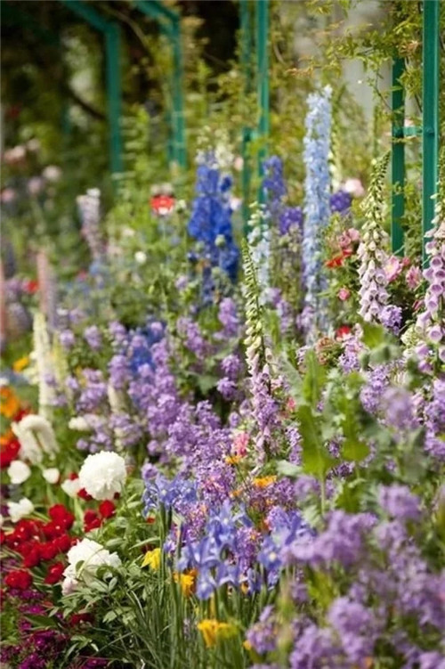 露臺和院子中少不了的9種多年生花卉