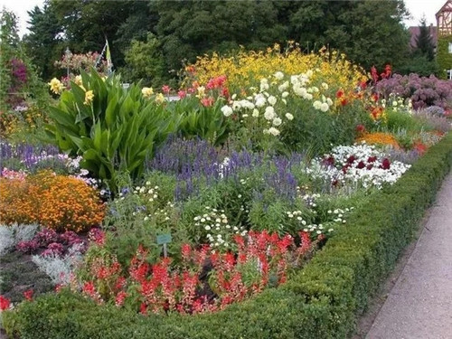 露臺和院子中少不了的9種多年生花卉