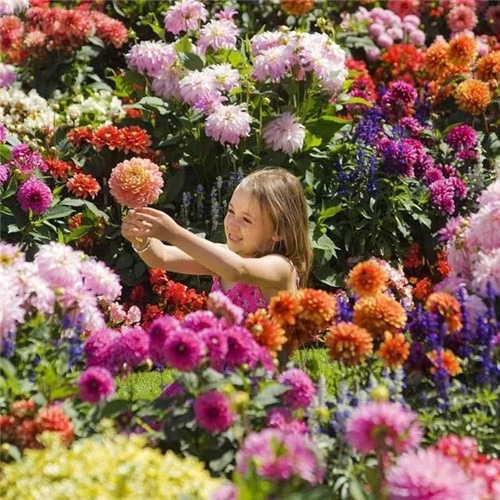 露臺和院子中少不了的9種多年生花卉