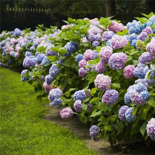 露臺和院子中少不了的9種多年生花卉