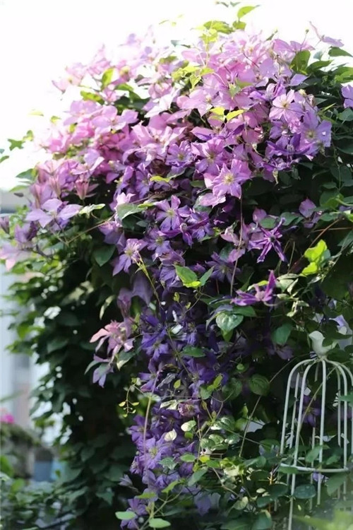 露臺和院子中少不了的9種多年生花卉