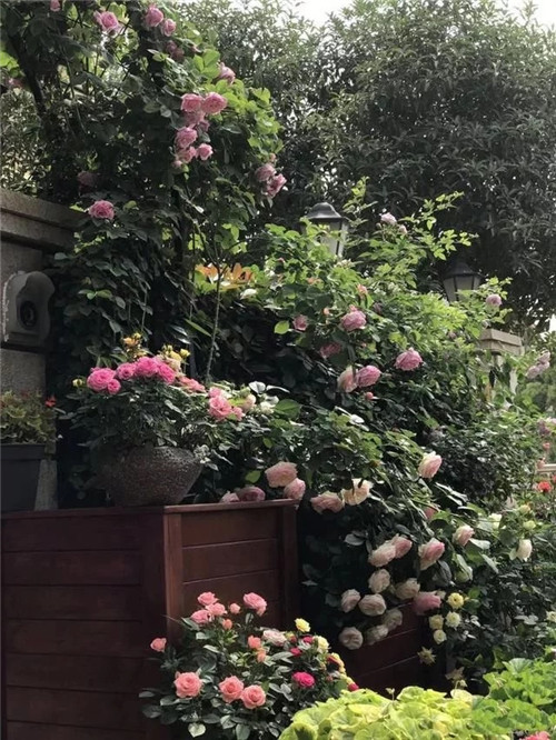 露臺和院子中少不了的9種多年生花卉