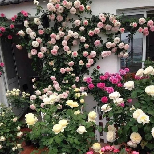 露臺和院子中少不了的9種多年生花卉