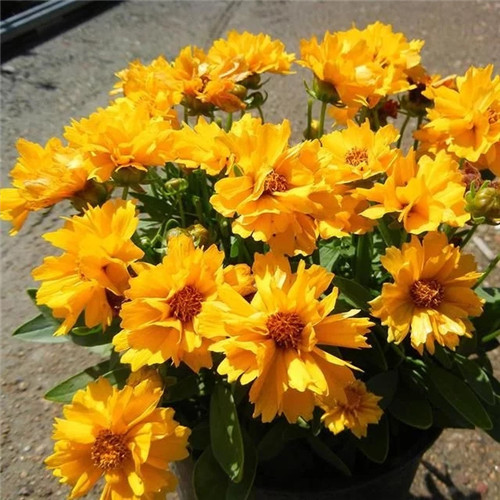 露臺和院子中少不了的9種多年生花卉