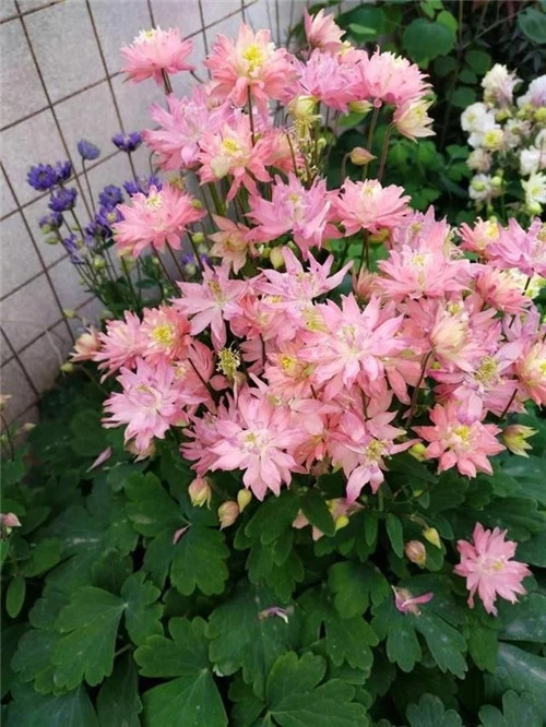 露臺和院子中少不了的9種多年生花卉