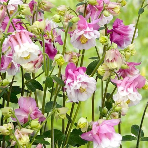 露臺和院子中少不了的9種多年生花卉