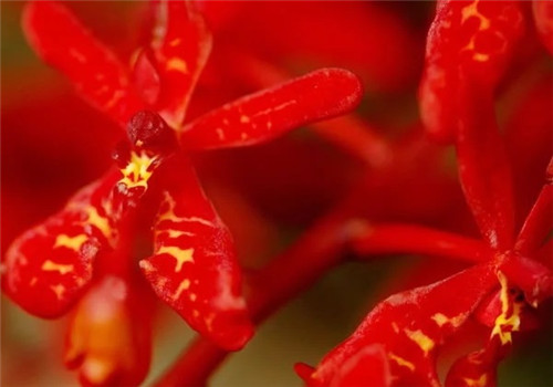 遠(yuǎn)看似烈火，珍稀瀕危植物火焰蘭