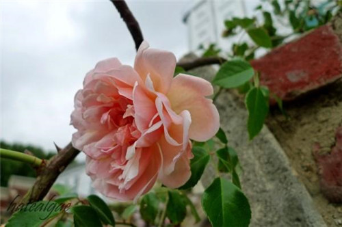 石頭“玫瑰花園”，深深打動(dòng)了我！