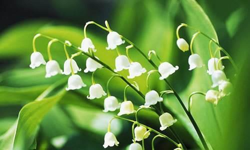 風鈴草——花量大,氣味香甜,花漂亮