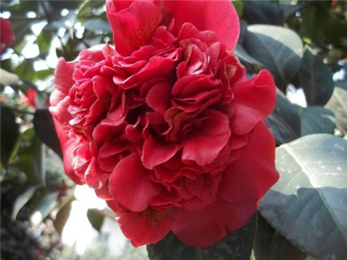 比香水還香的盆栽花卉,花色艷麗,花徑極大