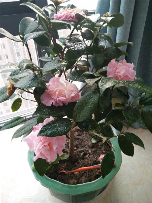 比香水還香的盆栽花卉,花色艷麗,花徑極大