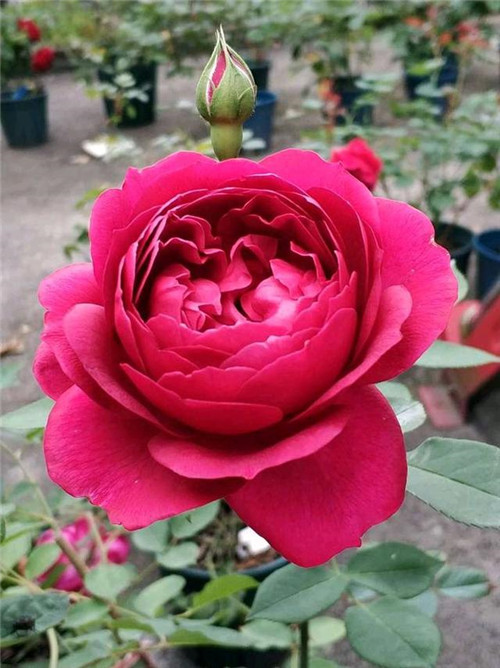 這種盆栽花卉，四季開(kāi)花不斷，花大香濃