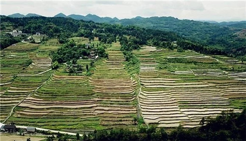 酉陽龍甲梯田：繪出醉美的大地曲線