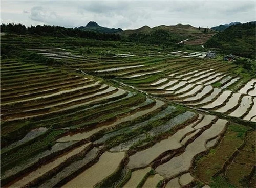 酉陽龍甲梯田：繪出醉美的大地曲線
