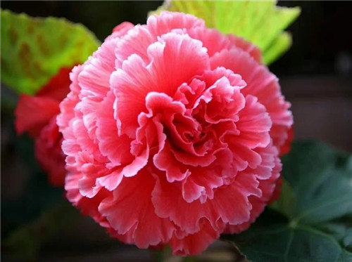 最美麗的盆栽花卉，不輸牡丹月季山茶還好養