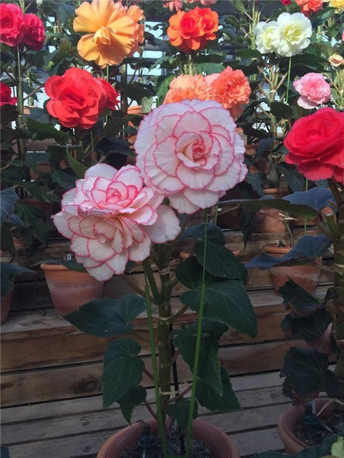 最美麗的盆栽花卉，不輸牡丹月季山茶還好養