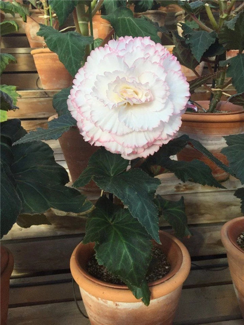 最美麗的盆栽花卉，不輸牡丹月季山茶還好養