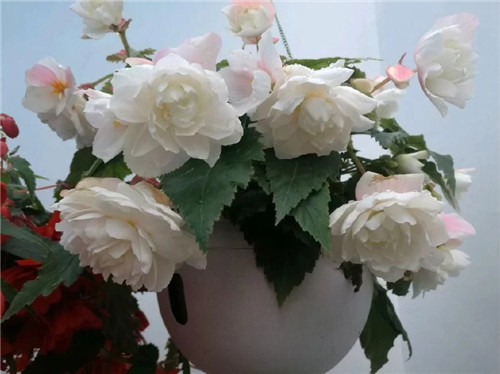 最美麗的盆栽花卉，不輸牡丹月季山茶還好養