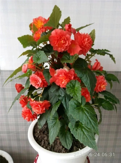 最美麗的盆栽花卉，不輸牡丹月季山茶還好養