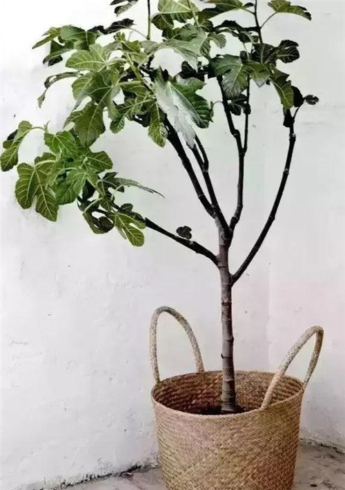 這樣插花，即使花謝了屋子依然會(huì)很美