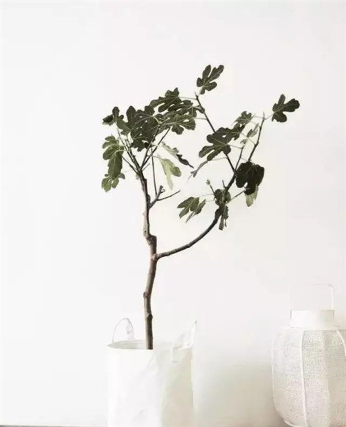 這樣插花，即使花謝了屋子依然會(huì)很美