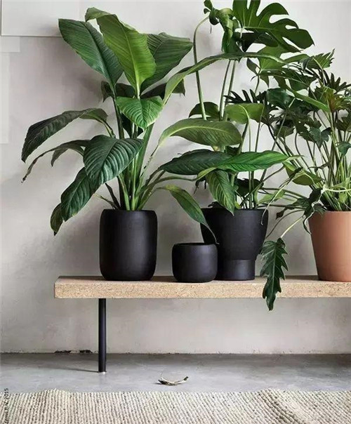 這樣插花，即使花謝了屋子依然會(huì)很美