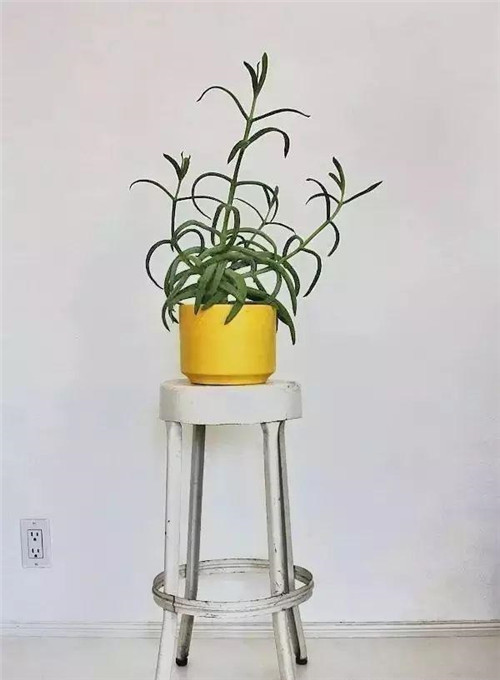 這樣插花，即使花謝了屋子依然會(huì)很美