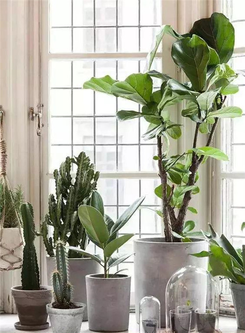 這樣插花，即使花謝了屋子依然會(huì)很美