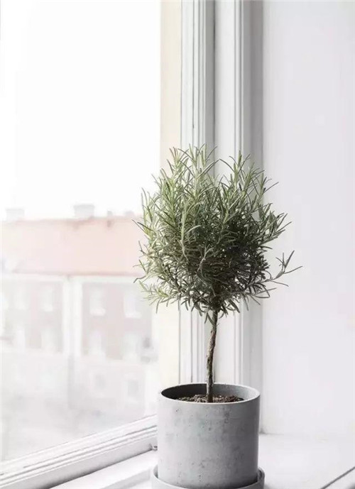 這樣插花，即使花謝了屋子依然會(huì)很美