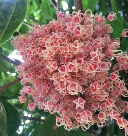 極具種植潛力的鄉土樹種“鳳眼果”