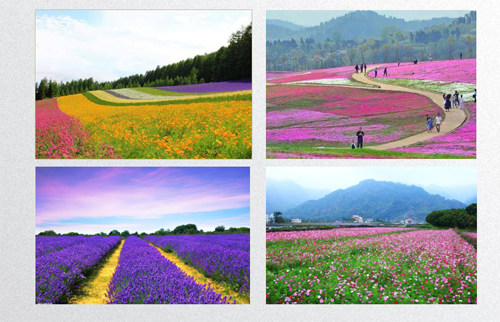 田如男：園林植物應用之思考