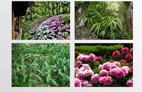 田如男：園林植物應用之思考