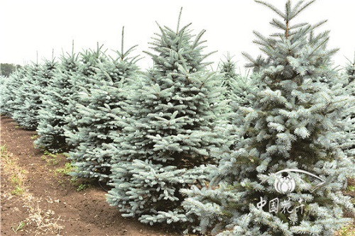 淺談科羅拉多藍杉整形修剪