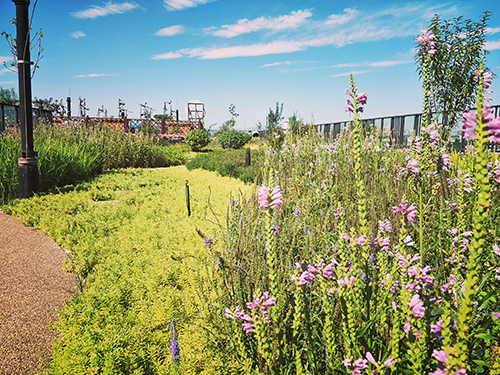 園冶杯專業獎:景山學校分校低碳屋頂花園
