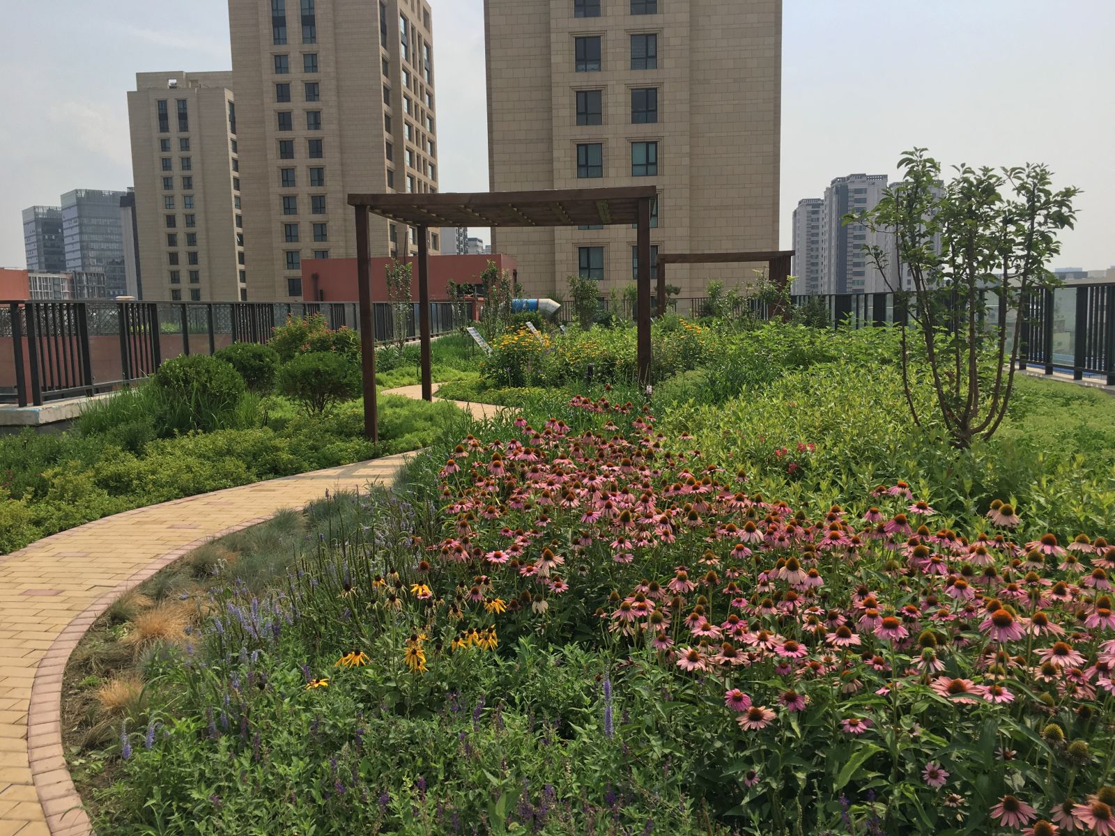 園冶杯專業獎:景山學校分校低碳屋頂花園