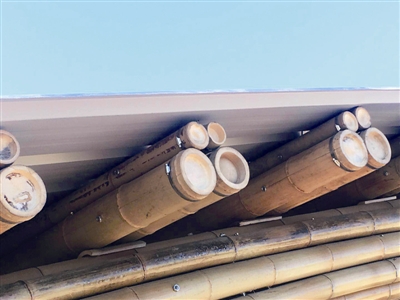 竹之眼　科學與藝術完美融合