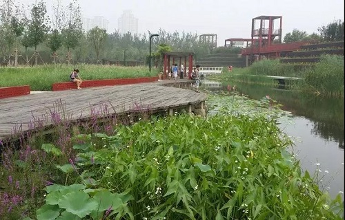 讀城 | 城市是不是越“綠”越好？