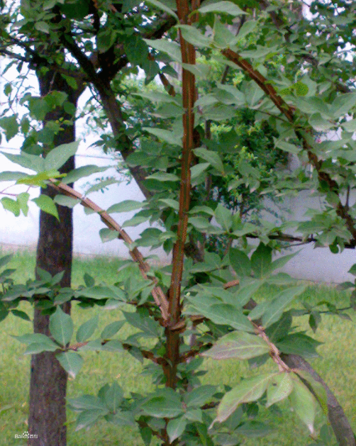 鄉(xiāng)土植物在園林綠化中運用現(xiàn)狀及推廣措施分析