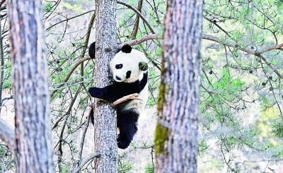 楊銳：在秦巴山脈構(gòu)建國家公園