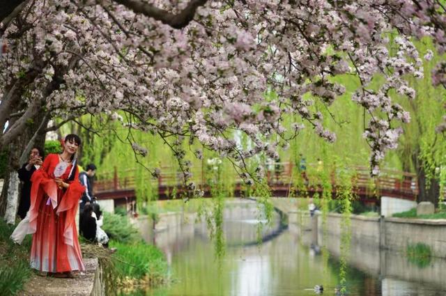 北京：元大都海棠花節啟動 28種海棠競相開放