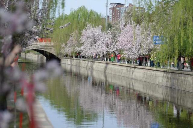 北京：元大都海棠花節啟動 28種海棠競相開放