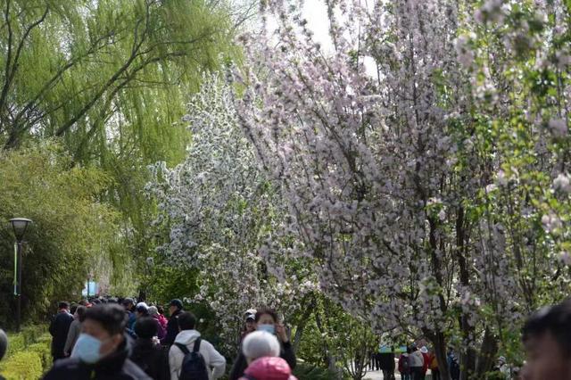北京：元大都海棠花節啟動 28種海棠競相開放