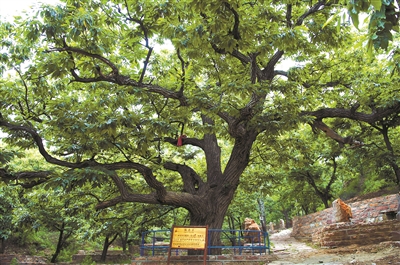 河北：讓古樹名木“老有所依” 