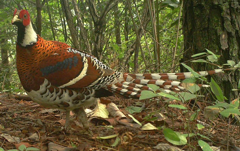 長三角首個(gè)國家公園將誕生