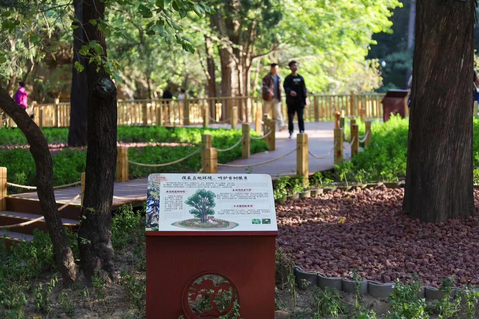 北京香山公園設(shè)立首個古樹保護(hù)示范區(qū)