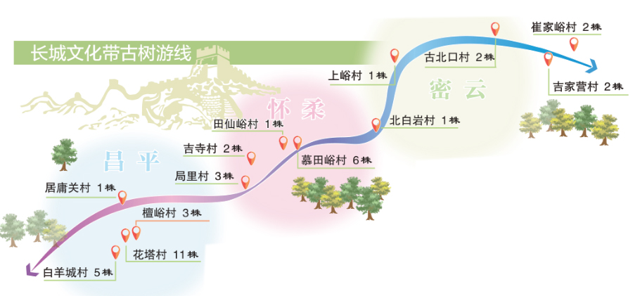 北京發(fā)布長(zhǎng)城文化帶古樹(shù)主題游線